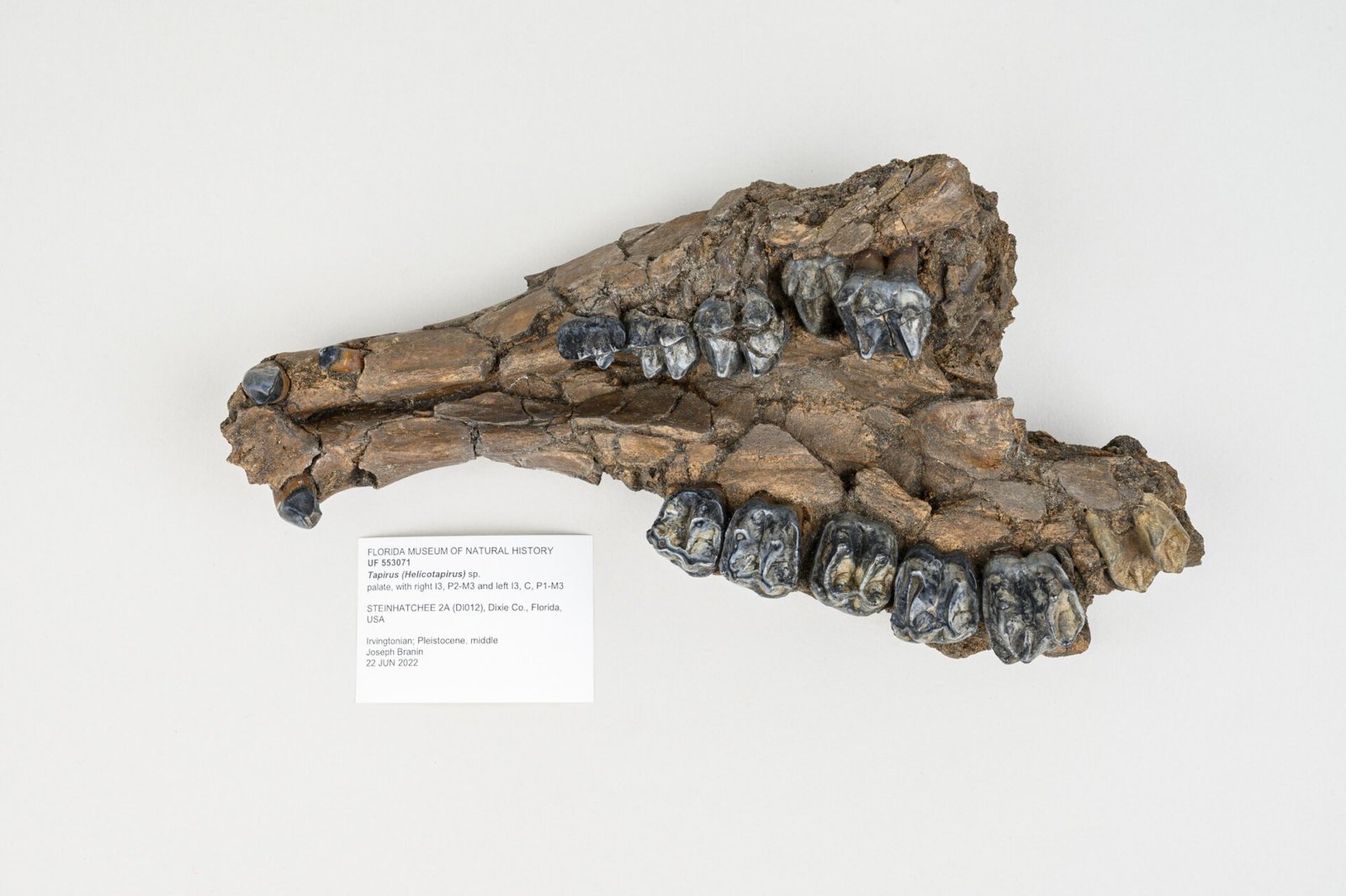 Jaw Bone Of Tapir