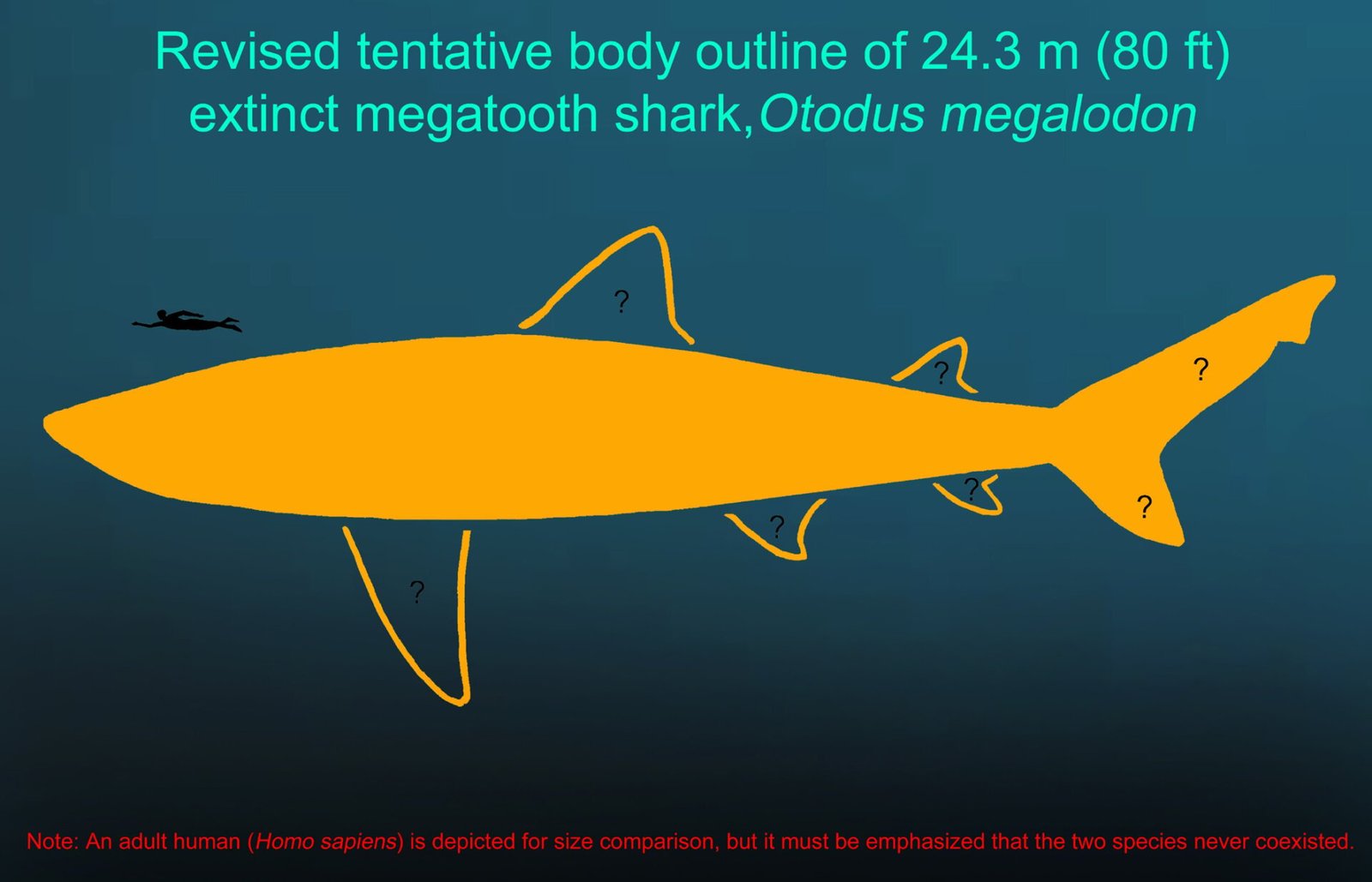 Illustrationforpressrelease(revisedmegalodonbiology) Embargod Until 10 March 2025 1201am Gmt