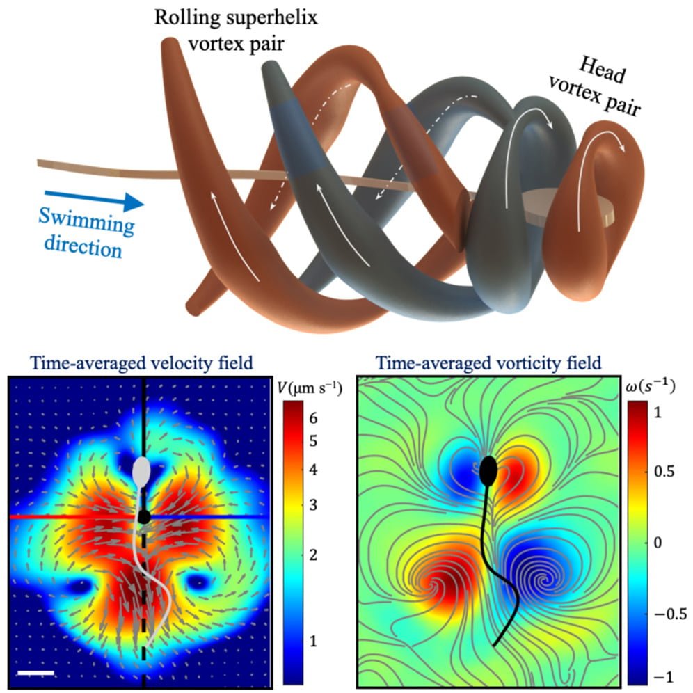 sperm-imaging Sperm Imaging