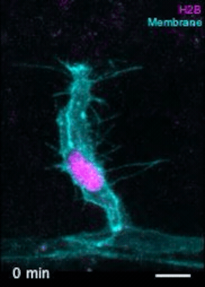 cells2 Cells2
