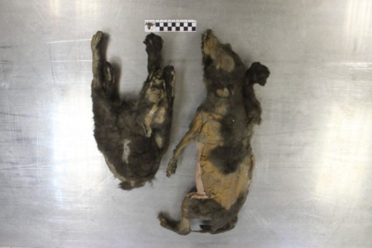 ice-age-wolf-pups-1280x853-1 Ice Age Wolf Pups