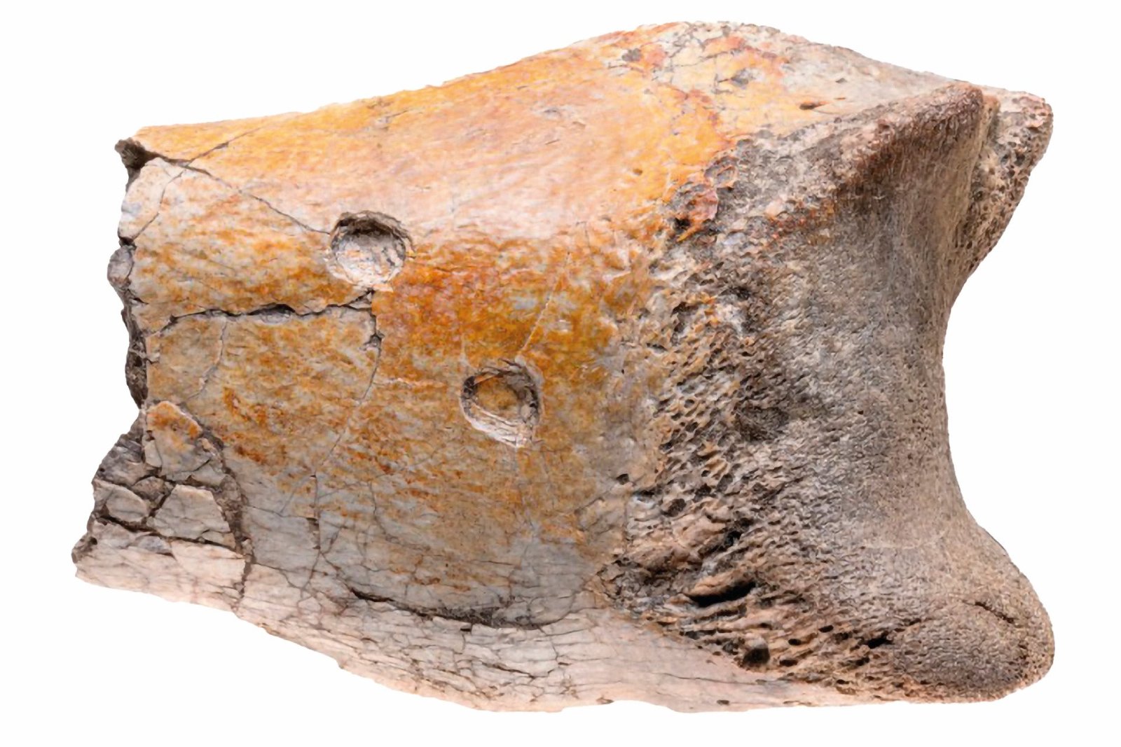 caiman-bite-marks-on-fossil Caiman Bite Marks On Fossil