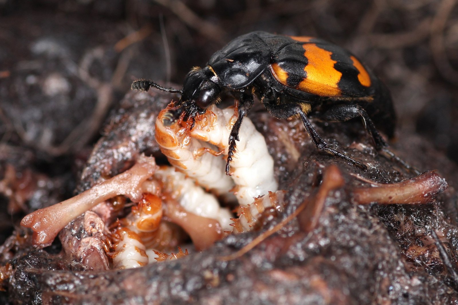 'attentive Parenting In Burying Beetles'
