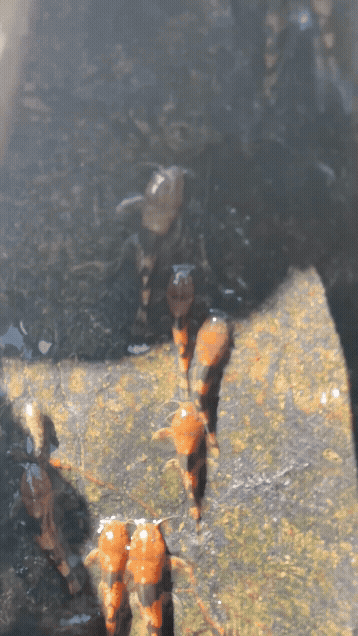 bumblebee-catfish-climbing-up Bumblebee Catfish Climbing Up