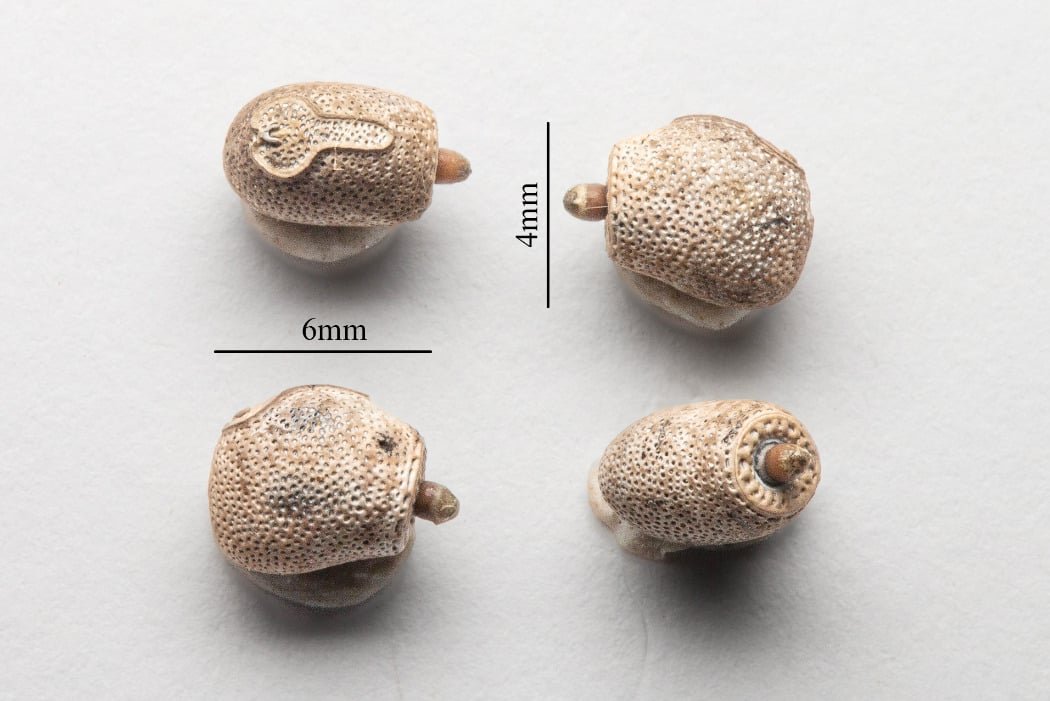 giant-stickbug-egg Giant Stickbug Egg