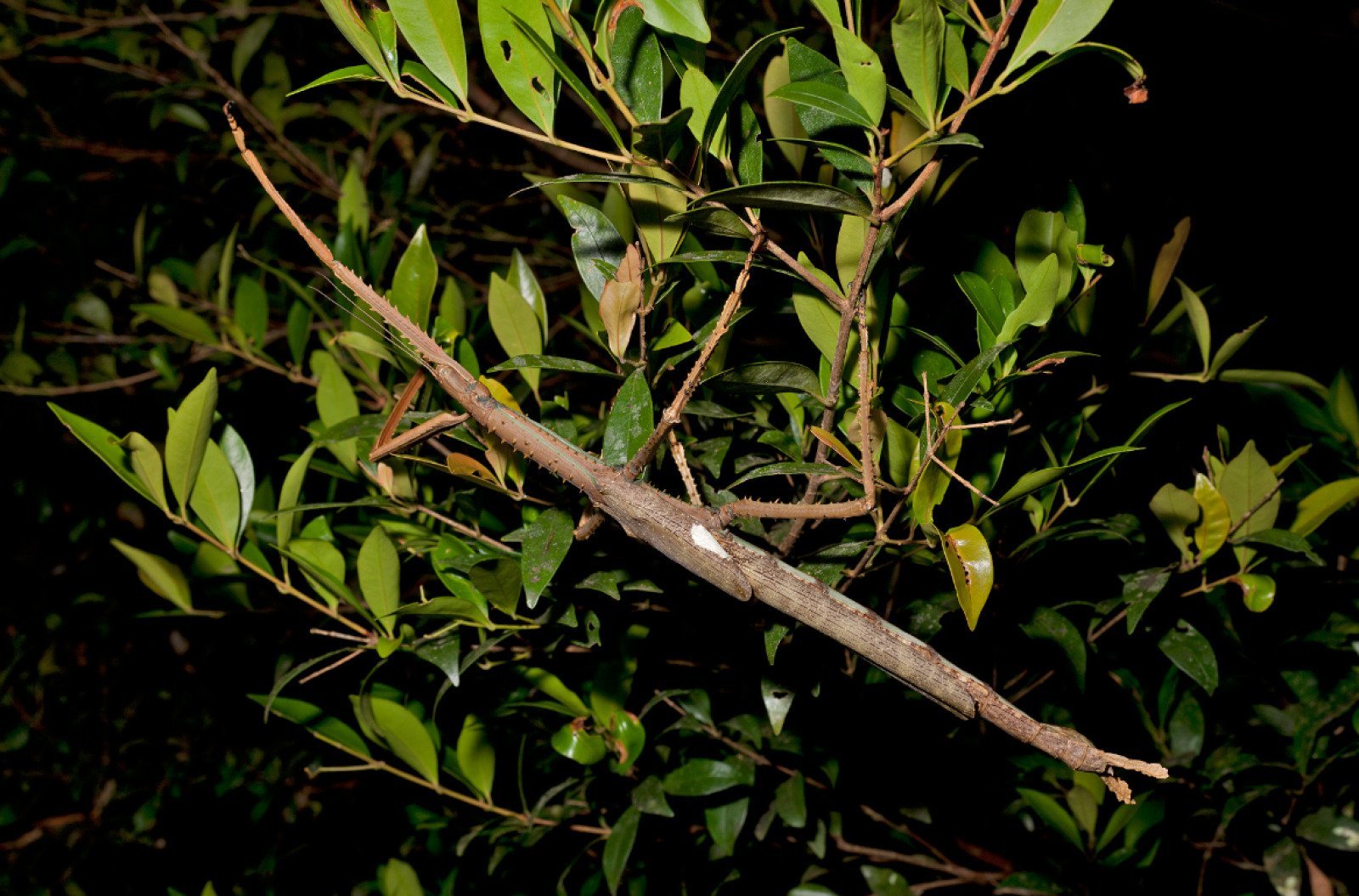 giant-stickbug-night-beauty-shot Giant Stickbug Night Beauty Shot