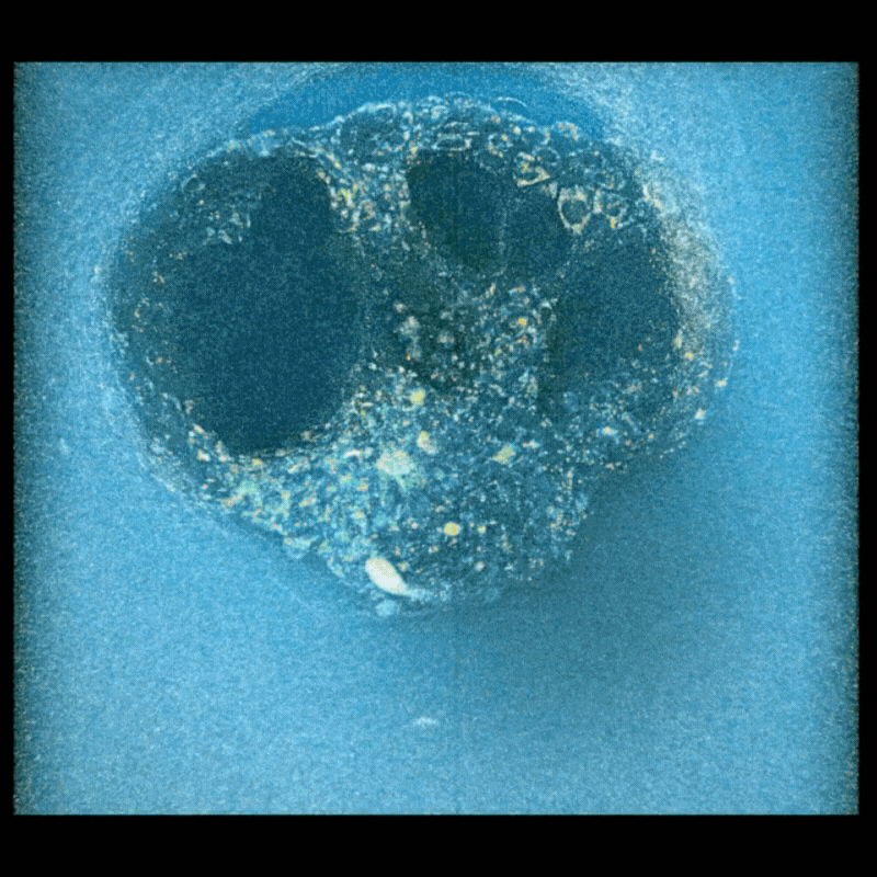 Human Embryo Compactation + Invasion.mp4
