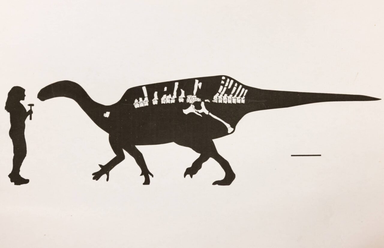 Istiorachis Size Comparison