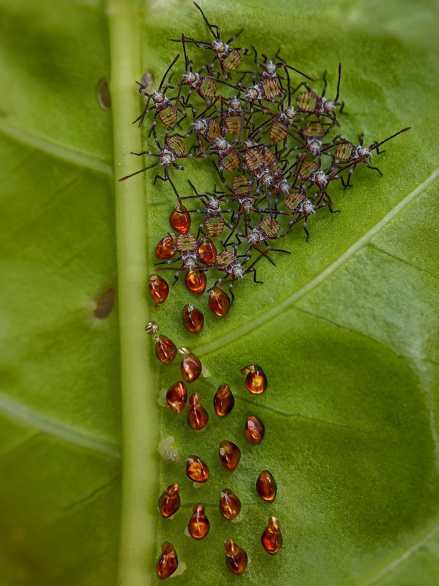 Nymphs