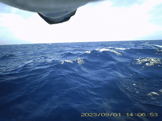 Pooping Shearwater Footage