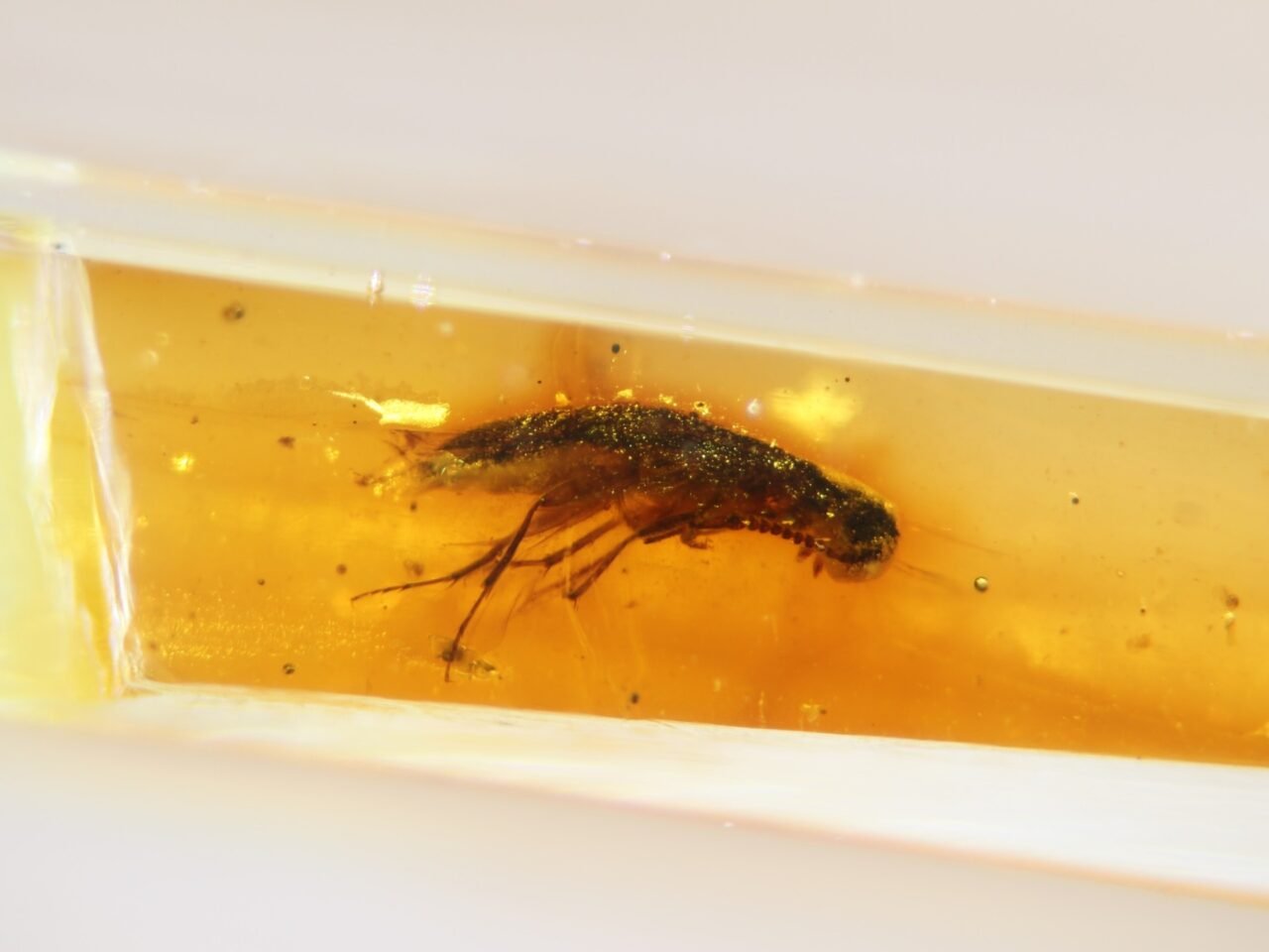 beetle-trapped-in-amber-fossil-south-america-inline-1280x960-1 Beetle Trapped In Amber Fossil South America Inline