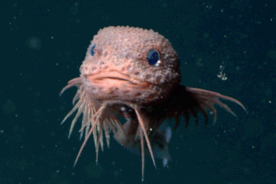 bumpy-snailfish-ct-scan Bumpy Snailfish Ct Scan