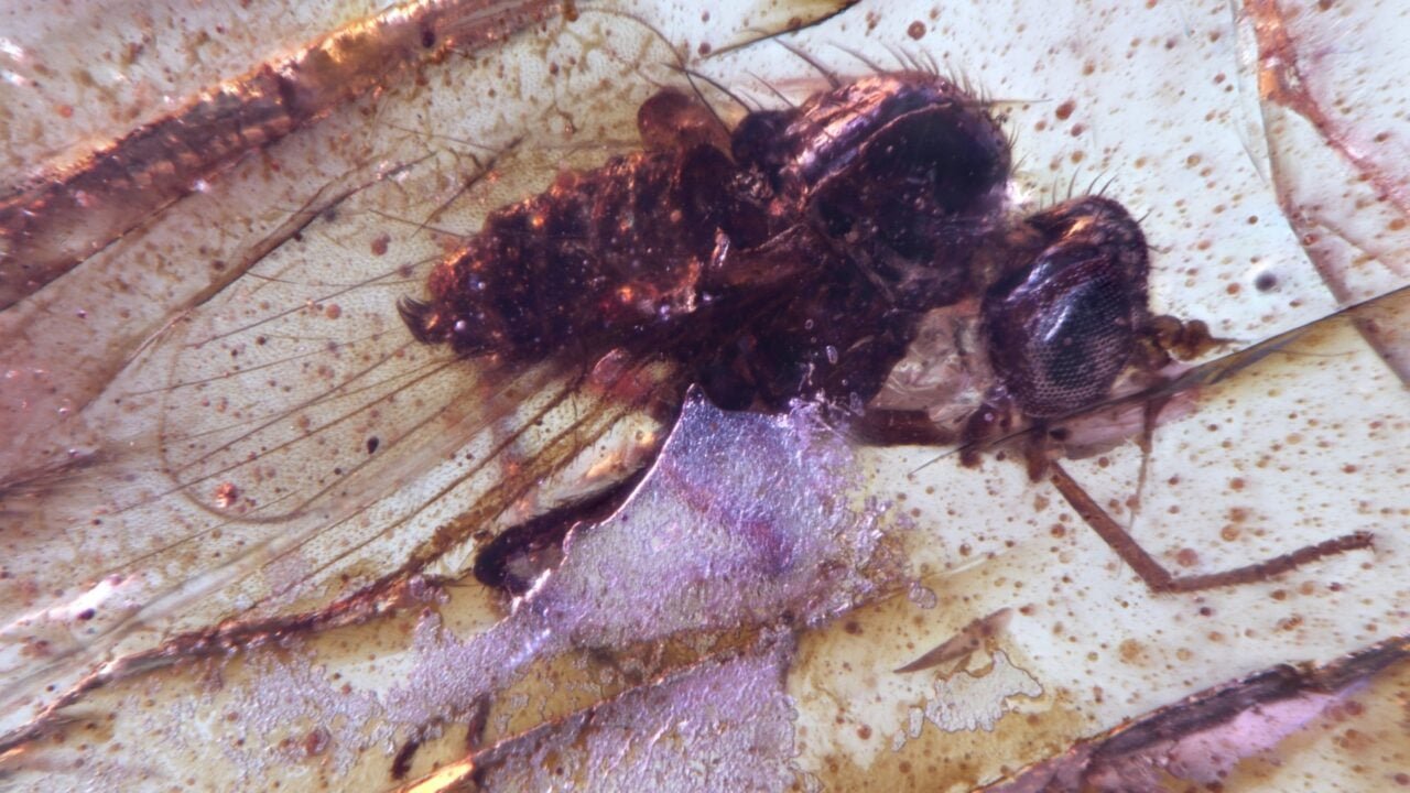 fly-trapped-in-amber-fossil-south-america-inline-1280x720-1 Fly Trapped In Amber Fossil South America Inline