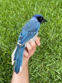 hybrid-blue-green-jay-close-up-252x336-1 Hybrid Blue Green Jay Close Up