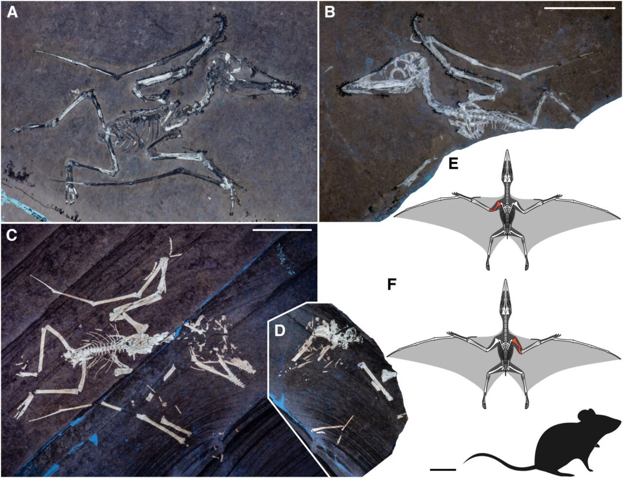 luckies-pterosaur-bone-fracture-fossil-1280x982-1 Luckies Pterosaur Bone Fracture Fossil