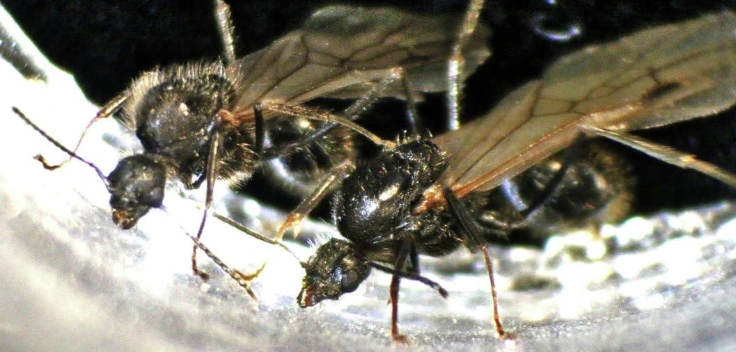 M Ibericus M Structor Males Laid In Same Colony
