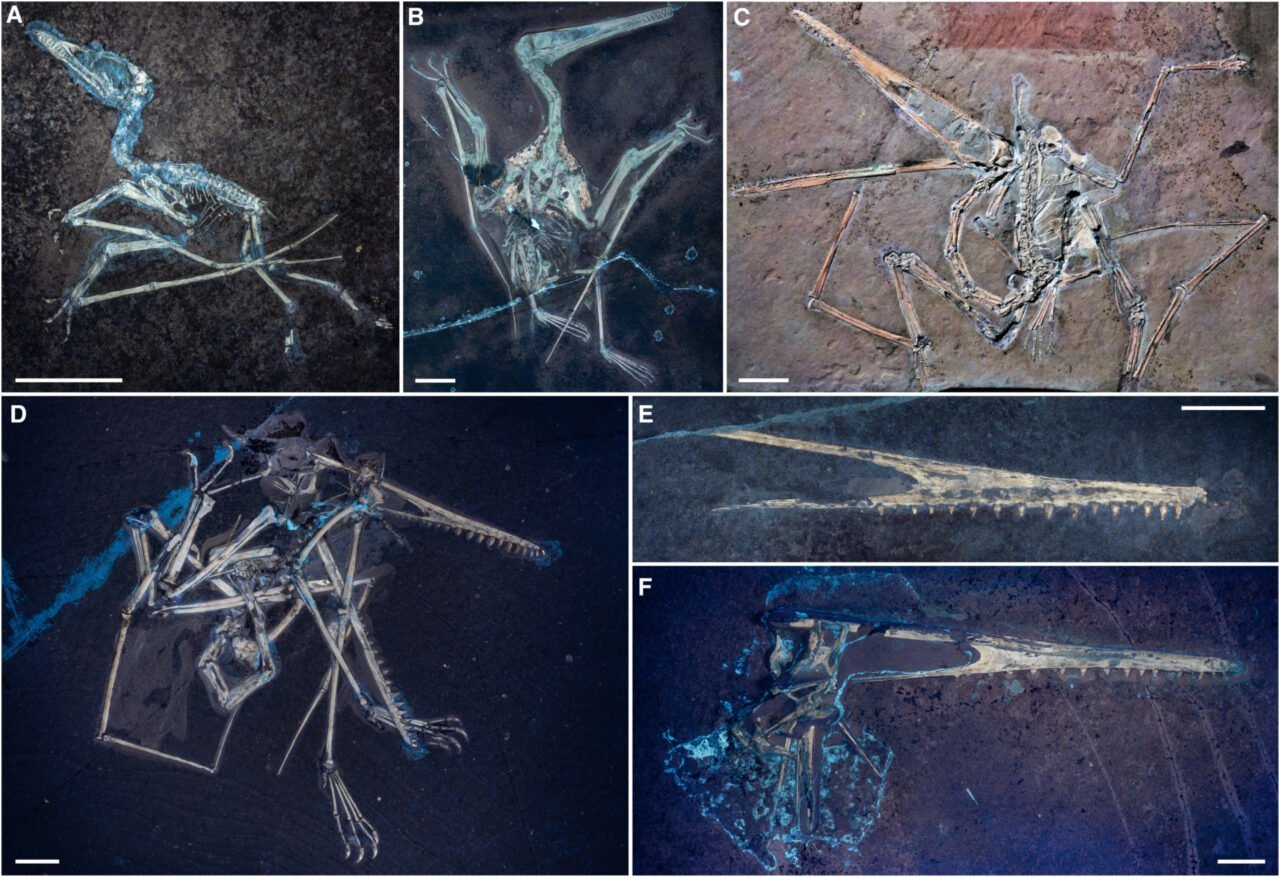 pterosaur-fossils-under-uv-light-1280x877-1 Pterosaur Fossils Under Uv Light