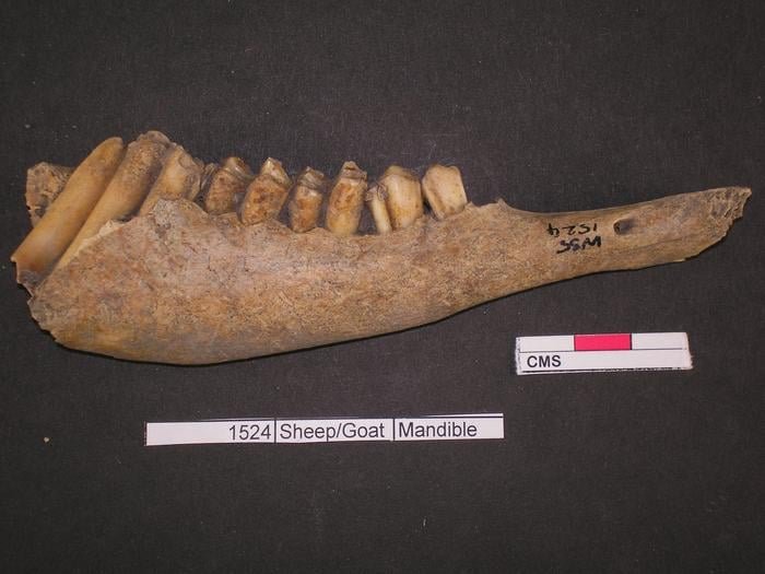sheep-mandible-from-midden