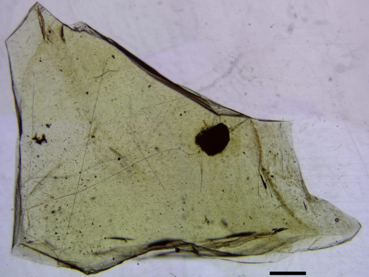 spider-web-trapped-in-amber-fossil-south-america-inline-1280x960-1 Spider Web Trapped In Amber Fossil South America Inline